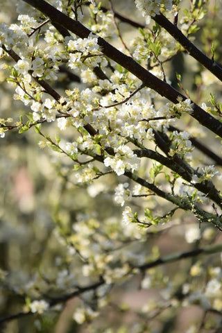 Orchard blossom moving in the light, the opening of Hethersett