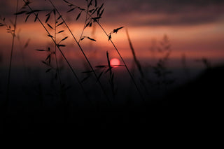 Grasses against a setting sun, the amber warmth of Nadira No.9