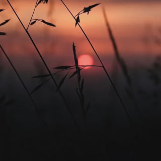 Grasses against a setting sun, the amber warmth of Nadira No.9