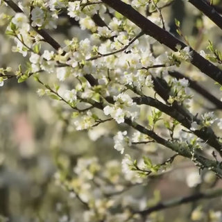 Blossom moving in the light, the orchard note at the opening of Hethersett